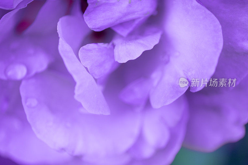 紫色的花带着水滴。