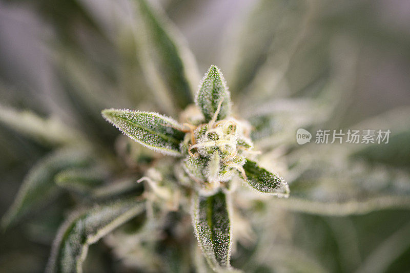 盛开的麻芽(大麻)-细节