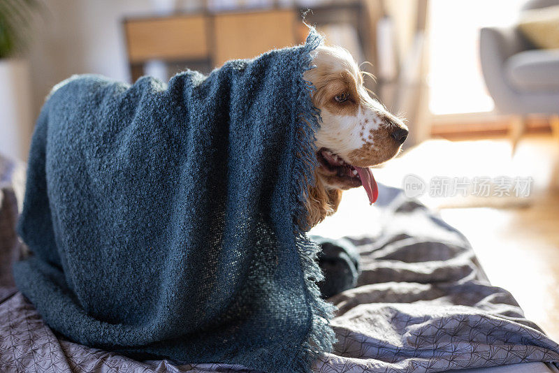 可卡犬躺在床上，盖着毯子