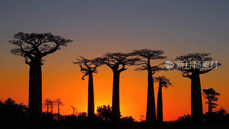 马达加斯加日落时猴面包树剪影的宁静景色