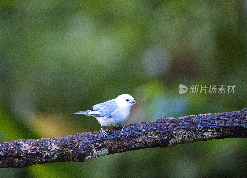 年轻的蓝灰色唐纳在树枝上，拉塞尔瓦，哥斯达黎加