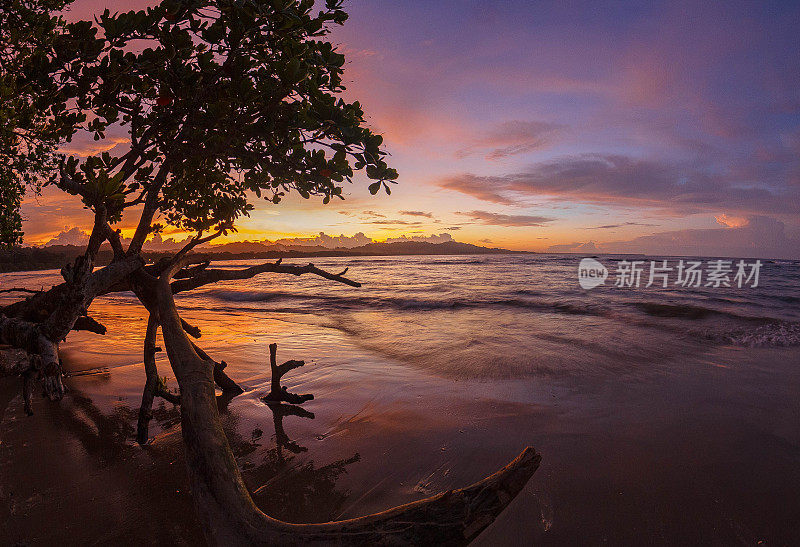 日落时分，海边的小树和倒树干的美丽景色