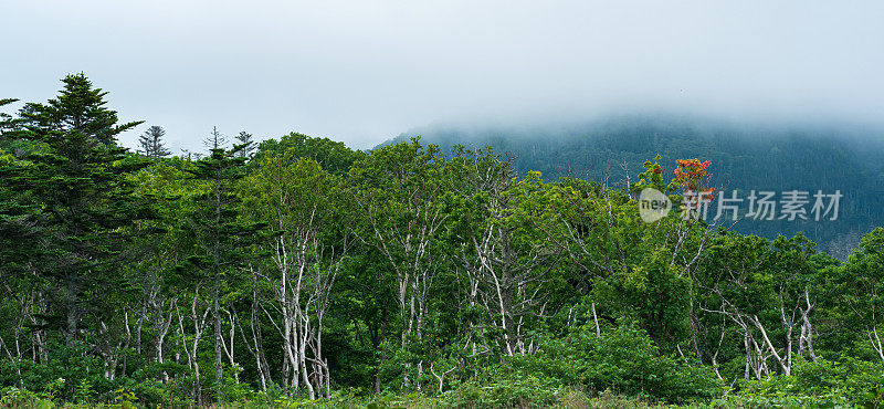 在多云的天气里，位于Kunashir岛上火山斜坡上的海岸矮树森林