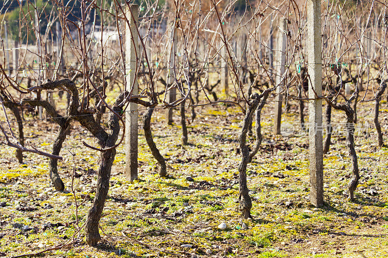 葡萄园，一排排的葡萄藤在Salnés地区，坎巴多斯，蓬特韦德拉省，加利西亚，西班牙。