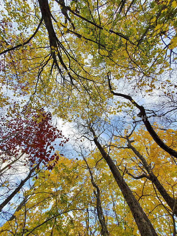 美国新英格兰的秋天森林