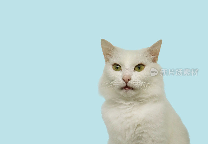 白色毛茸茸的土耳其安哥拉猫孤立在蓝色背景。有趣的动物时刻。惊讶震惊的猫。