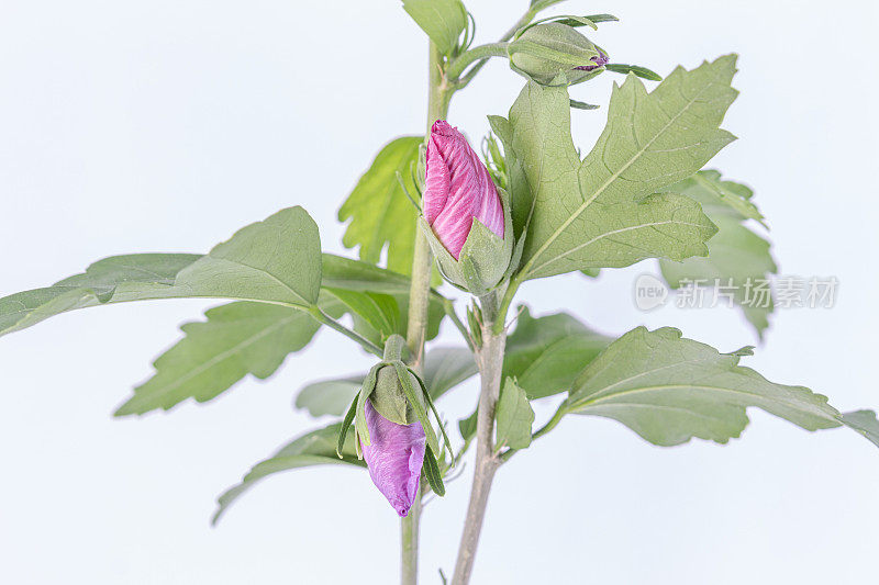 一张芙蓉花在白色背景上绽放和生长的照片。百合花盛开，芙蓉花蕾绽放。