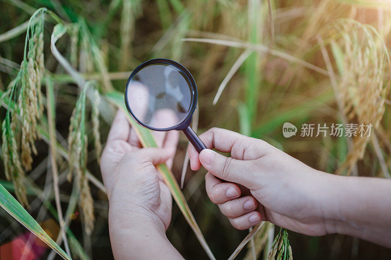 水稻研究，植物病害调查