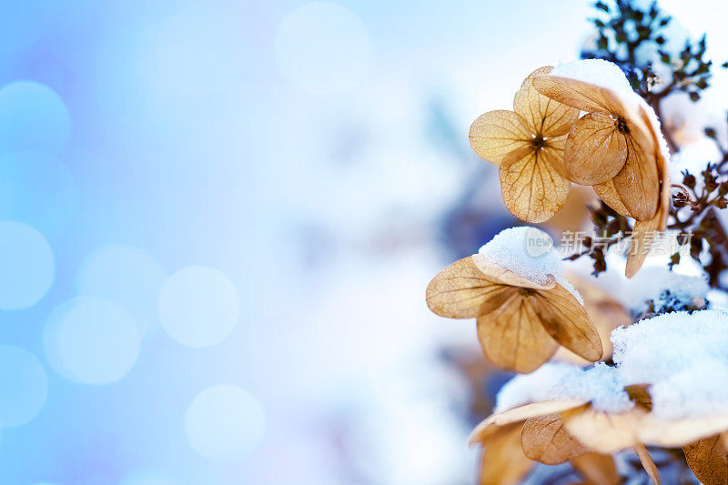 雪下的花