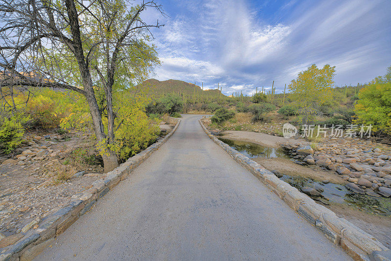 石桥前往萨比诺峡谷州立公园在图森，AZ仙人掌领域