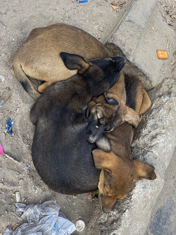 印度新德里，俯视图，睡意朦胧，被遗弃在印度街道上的小狗，一堆流浪小狗依偎在阴沟路边取暖