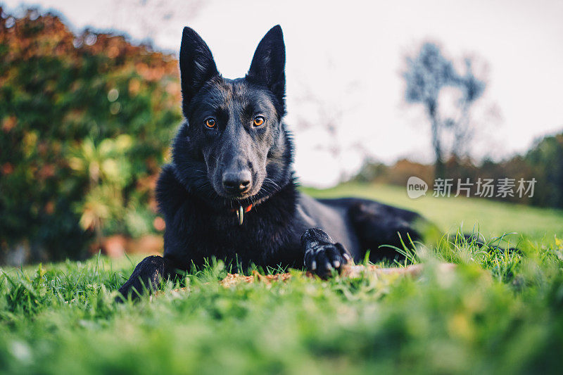 黑色的比利时牧羊犬正在注意看照片