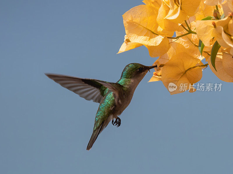 一只安的列斯冠蜂鸟啄食一朵花的特写镜头