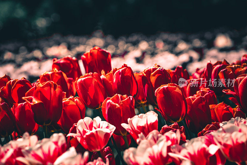盛开的郁金香的特写;复古色调