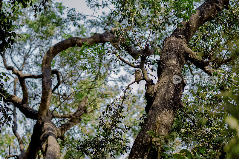 鸟类摄影常见的猫头鹰在树上的自然和野生动物的股票照片鸟类摄影