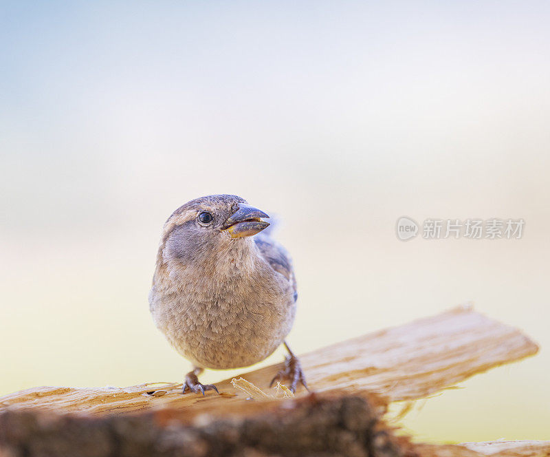 常见的麻雀