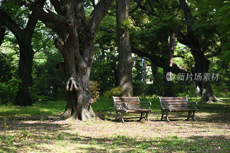 春天公园里空荡荡的长椅