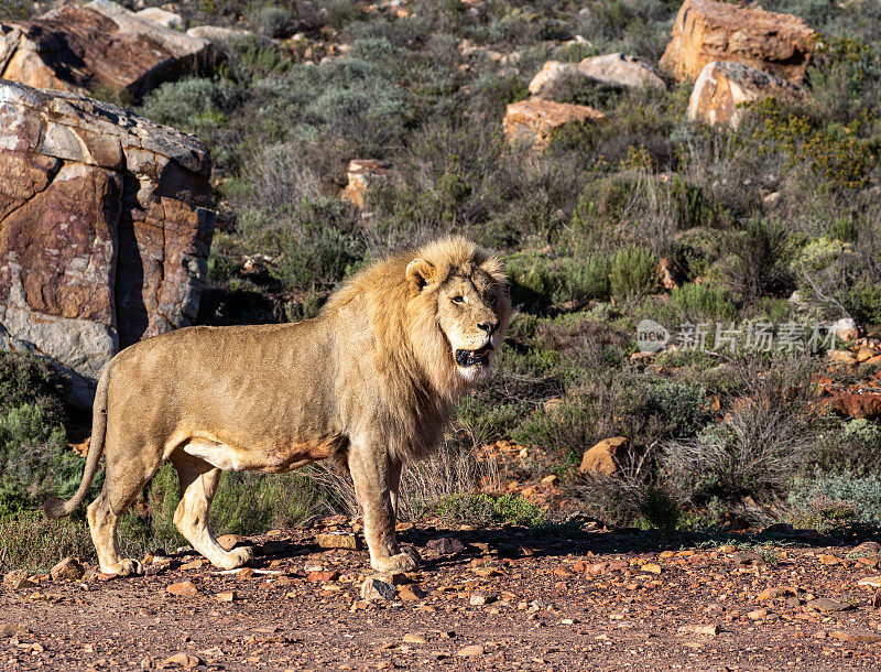 在美丽的南非，大型野生雄狮在夏天穿越岩石地形