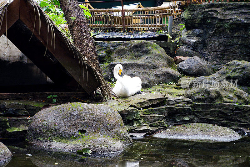 池塘边的白鸭选择性聚焦