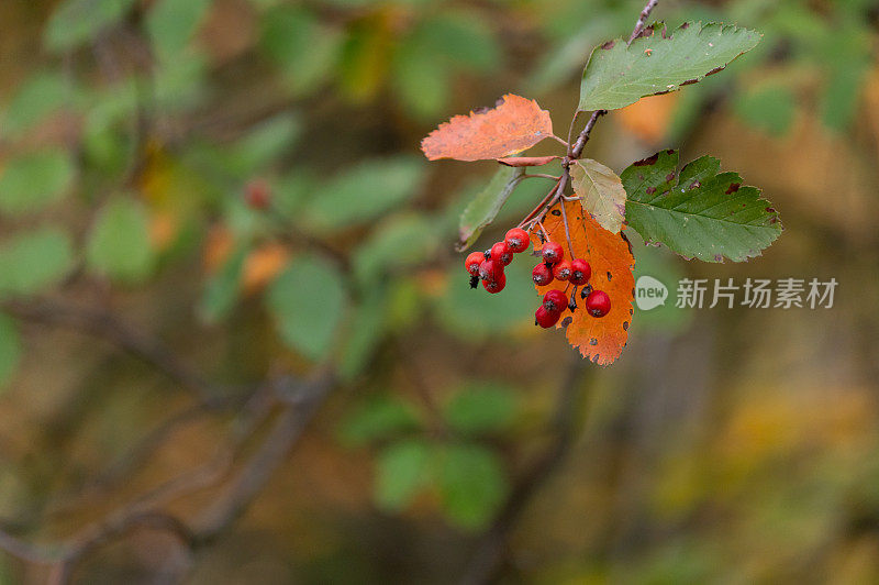 花楸在树枝上。