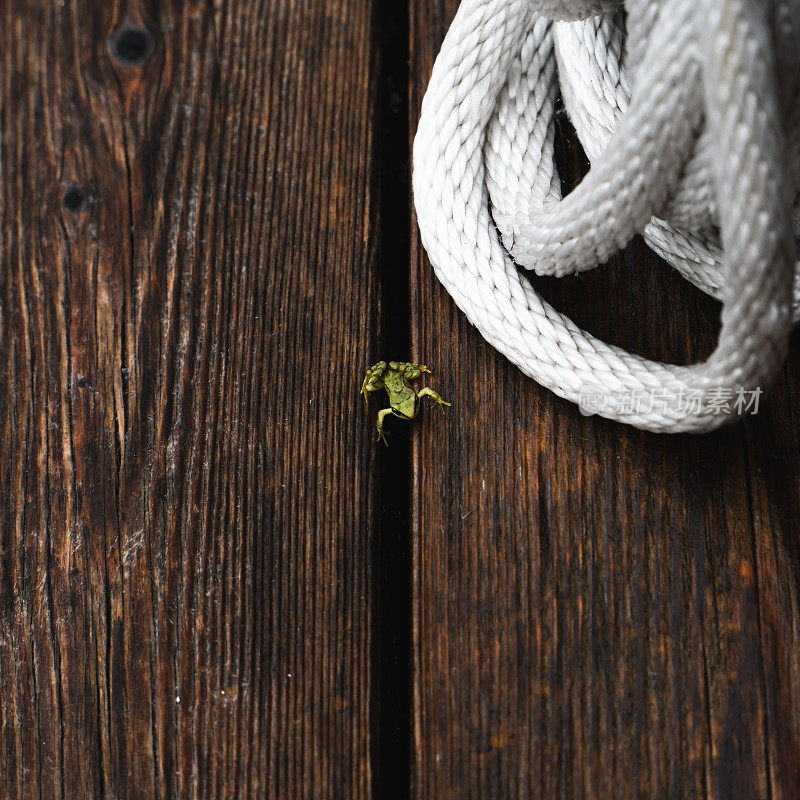 绿色的小青蛙坐在木板上，旁边是一根白绳子