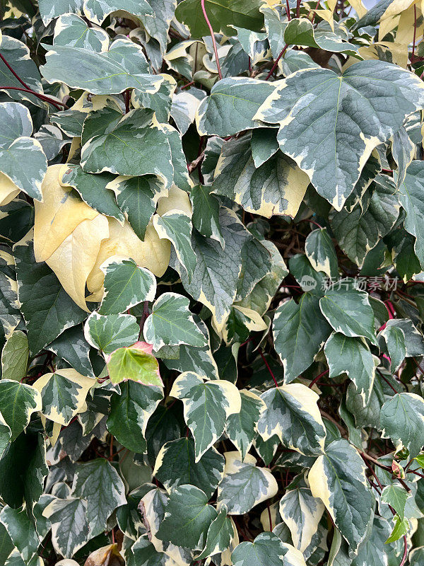 杂色常春藤植物