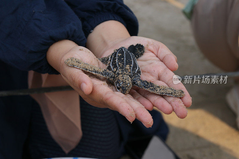 在亚齐海滩释放棱皮龟的裁剪图像