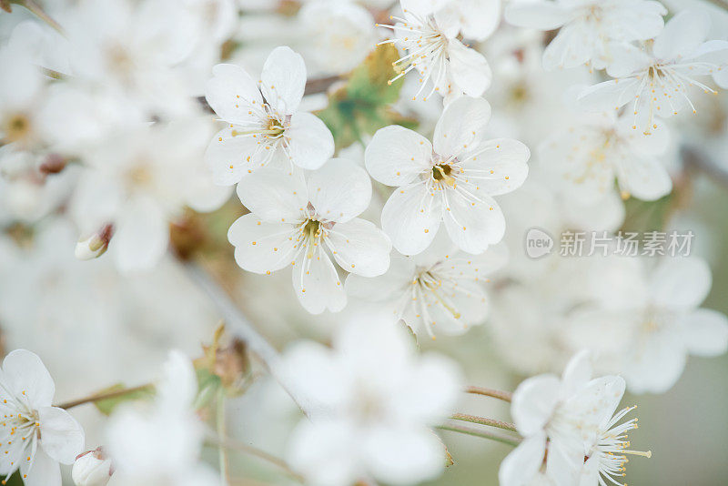 春暖花开的树枝