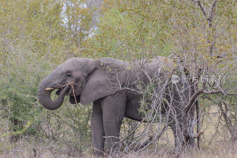 非洲象属包括两个现存的大象物种，非洲丛林象和较小的非洲森林象