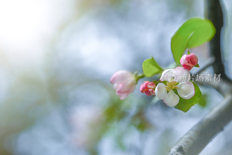 樱花