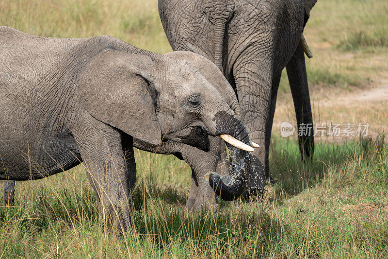 肯尼亚马赛马拉的小象在水坑里喝水