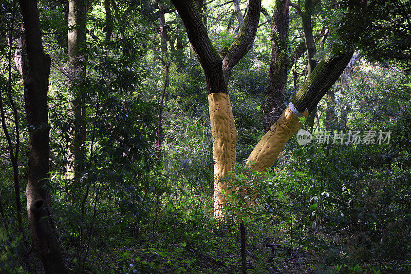 日本橡树在森林枯萎保护树木结合大规模捕获装置使用和板材涂层