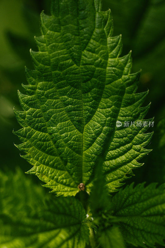 近距离拍摄森林中的植物