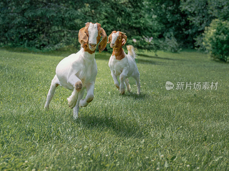 山羊在绿草地上奔跑