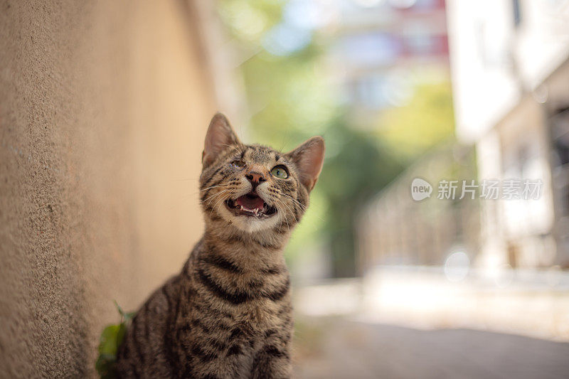 眼睛受伤的虎斑流浪猫。