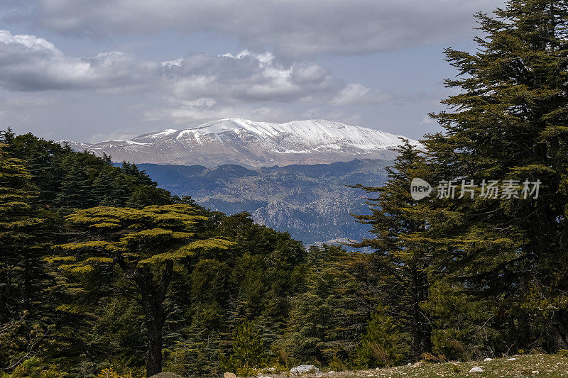 雪松丛中的雪峰