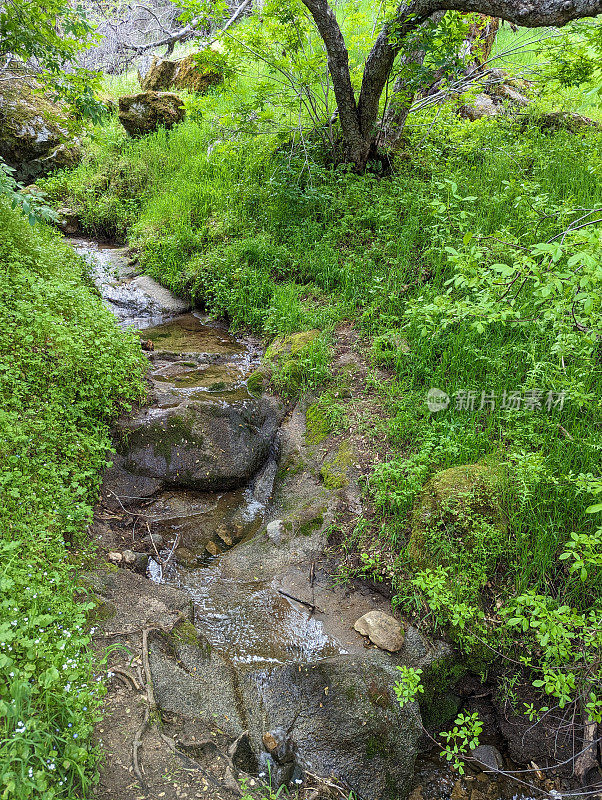 在通往矿王的道路上，靠近盐溪、三河和卡威亚湖的凯斯山娱乐管理区的橡树林地