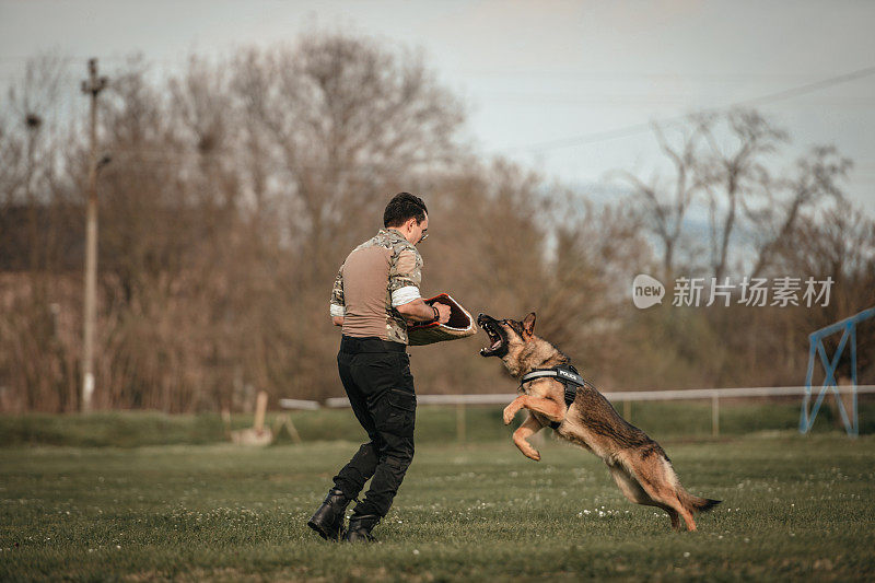 德国牧羊犬好斗的狗训练服从