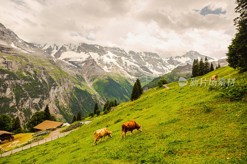 牛在山上的草地上吃草。Lauterbrunnen。瑞士。伯尔尼州。穆伦村