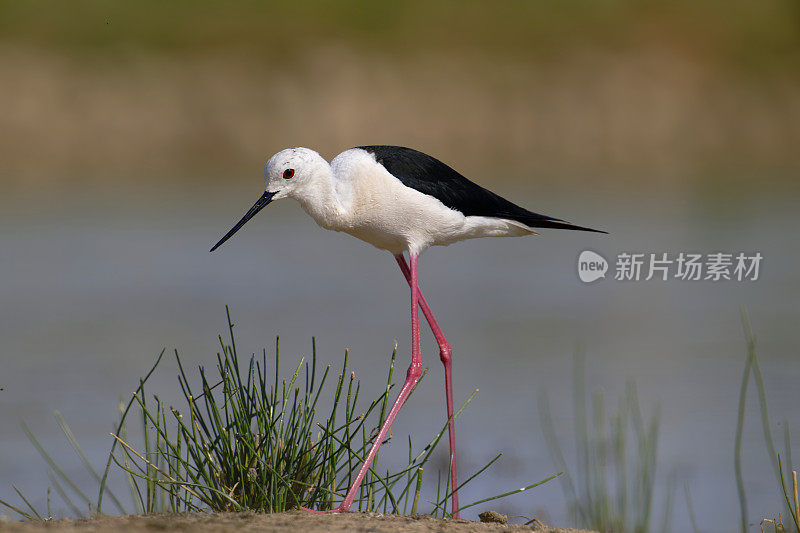 黑翅高跷(Himantopus)