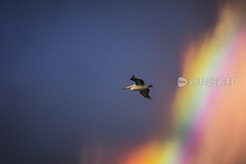 壮观的景象鹈鹕鸟飞过明亮的彩色彩虹与戏剧性的黑色风暴云