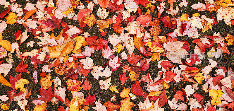 在纽约州北部的地面上，五颜六色的秋叶