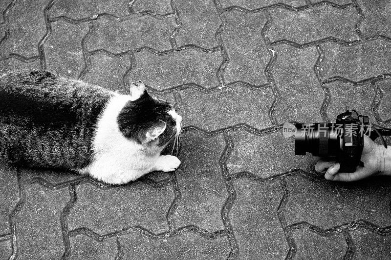 猫和照相机
