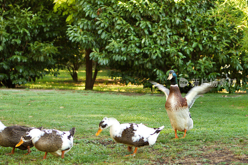 草地上的一群鸭子和鹅