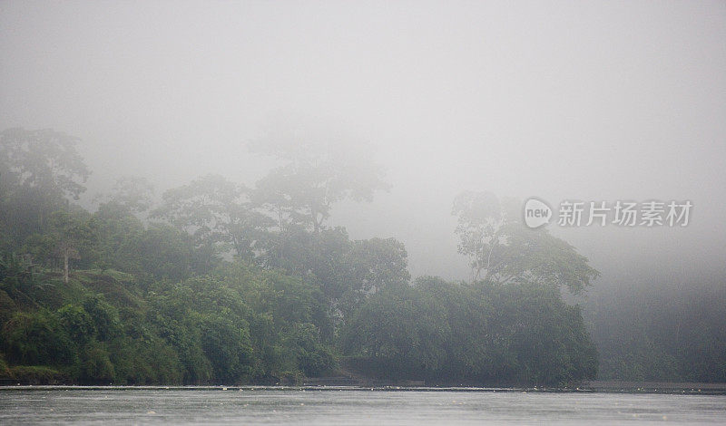 厄瓜多尔亚马逊河上游雨林中的树木