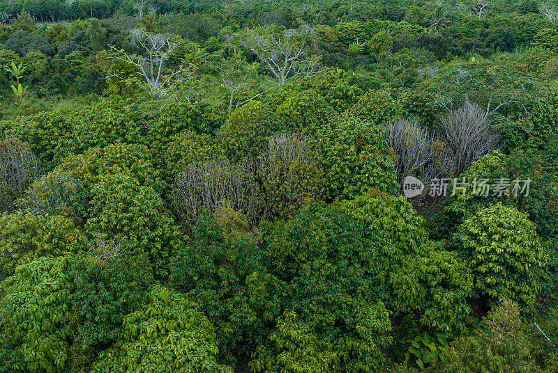 航拍的热带榴莲花园在后江省，榴莲树种植成行。