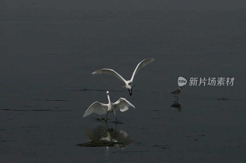 在金色的晨光中飞翔