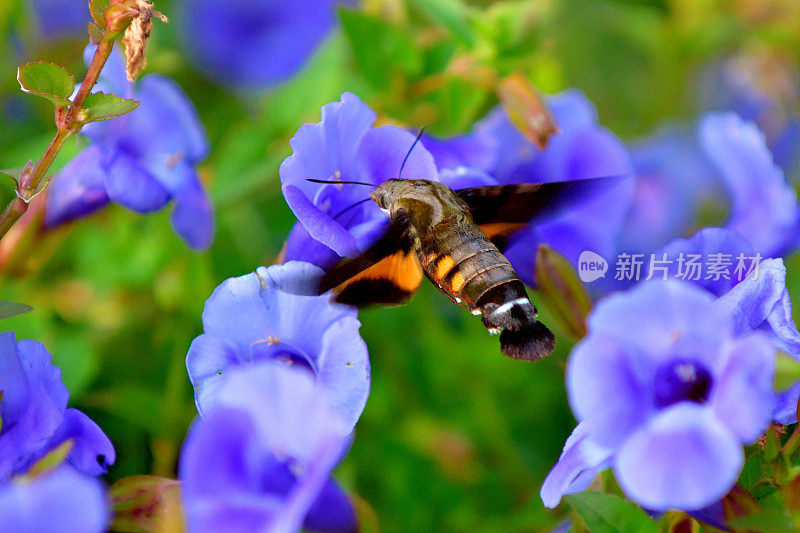 蜂鸟鹰蛾悬停与吸蜜