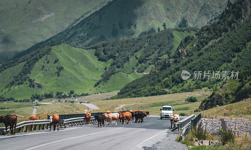 在乔治亚州的卡兹贝吉，奶牛挡住了一条山路