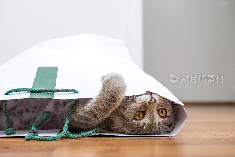 小猫在购物袋里玩捉迷藏